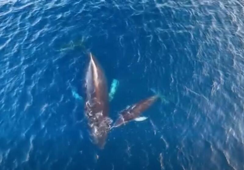 Mama Bayena Humpback ku su yu di spot Rondó di Boneiru