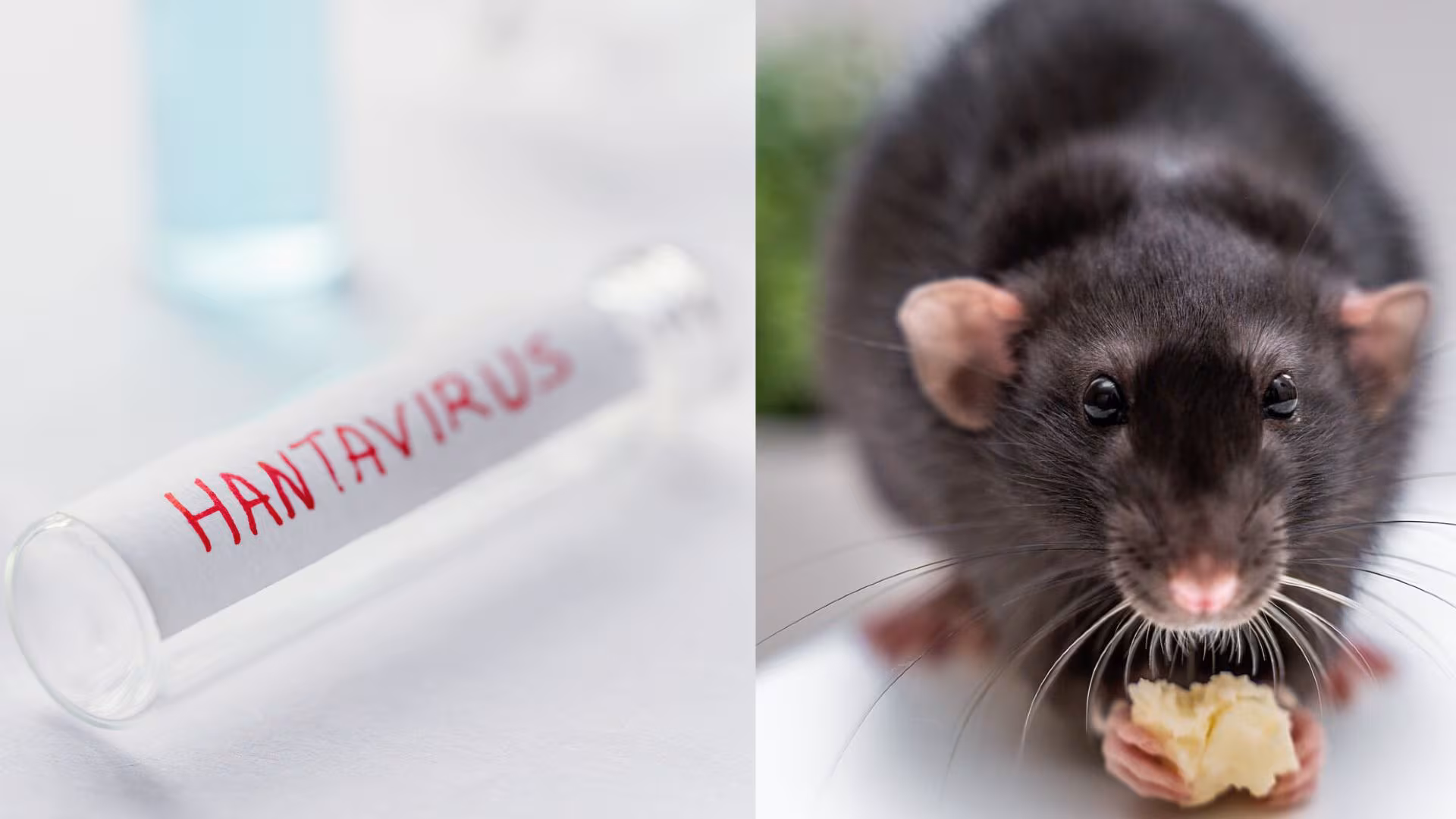OMS ta konfirmá dos infekshon nobo di hantavirus den pasaheronan di un krusero na Kabo Verde