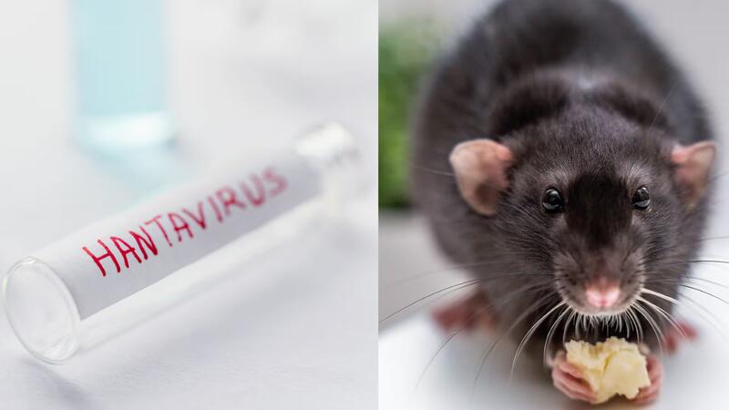 OMS ta konfirmá dos infekshon nobo di hantavirus den pasaheronan di un krusero na Kabo Verde