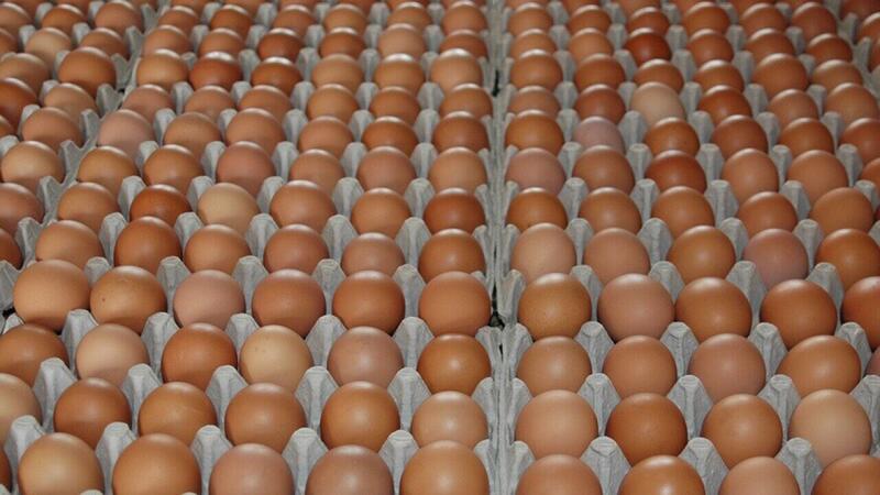 Ladronisia di webu  Na Punta Blanku Chicken Farm