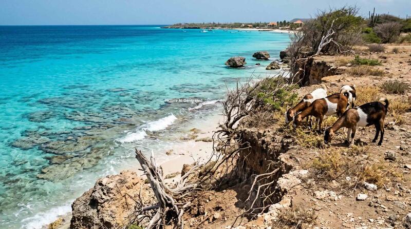 €47,5 mion mas pa restorá koral, kombatí eroshon i redusí espesienan invasivo na Boneiru, Sint Eustatius i Saba