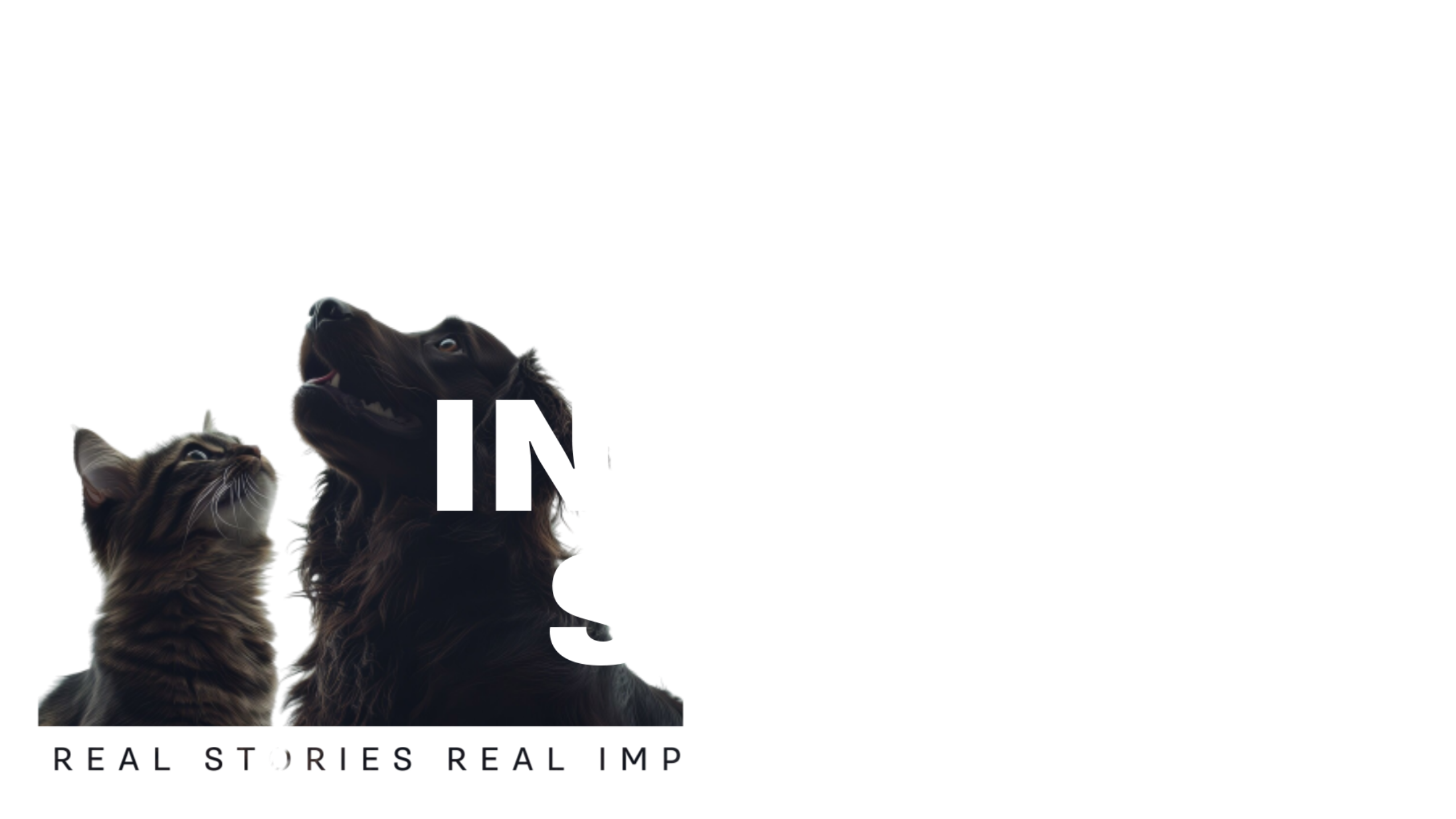 Inside the Shelter