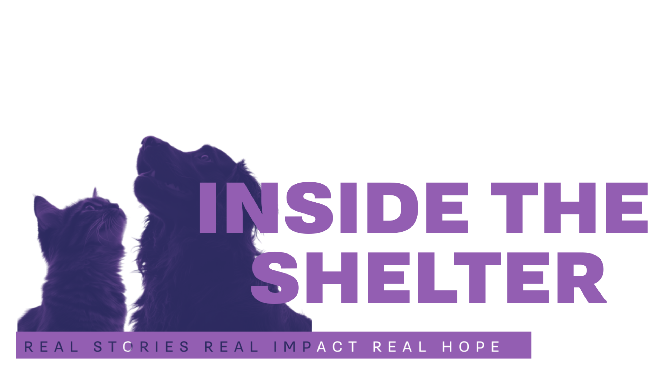 Inside the Shelter